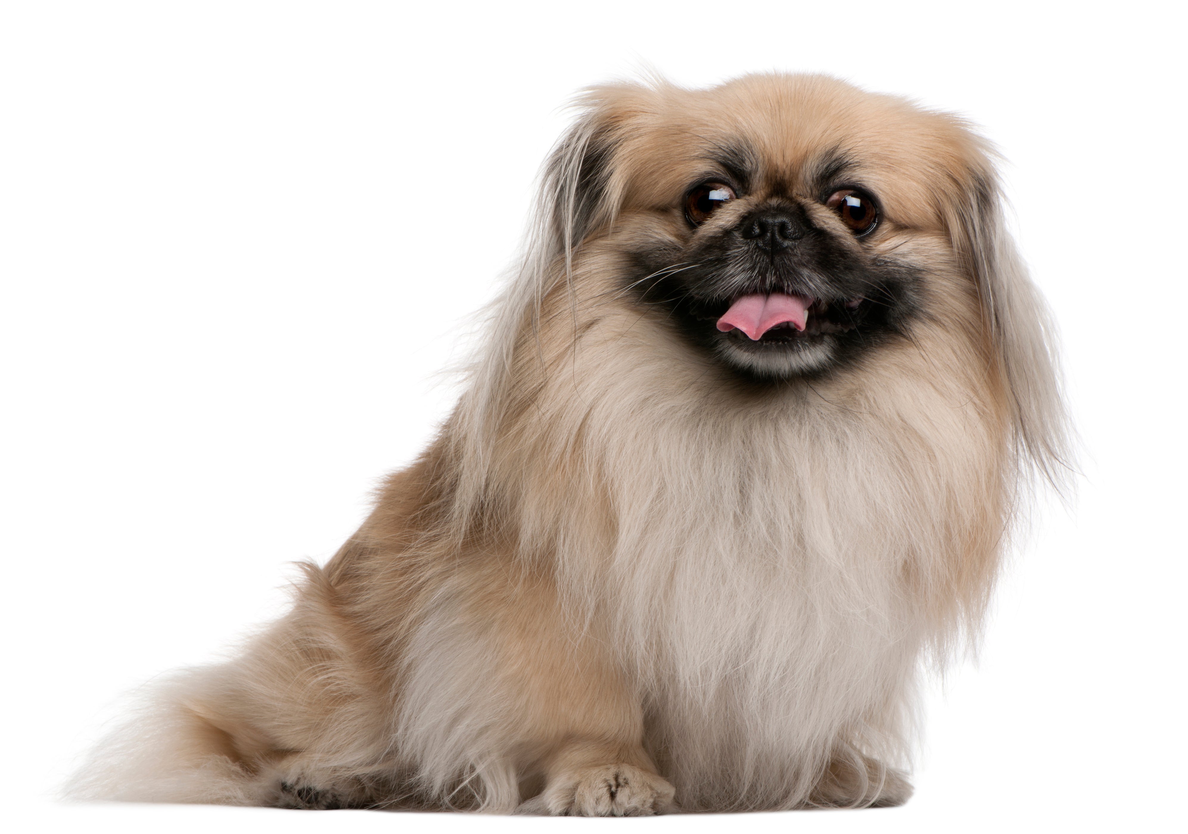 ペキニーズ書籍4冊セット 本 洋書 写真 pekingese PEKINGESE The Complete Pekingese: Stannard, Liz: 9781582450810: Amazon.com